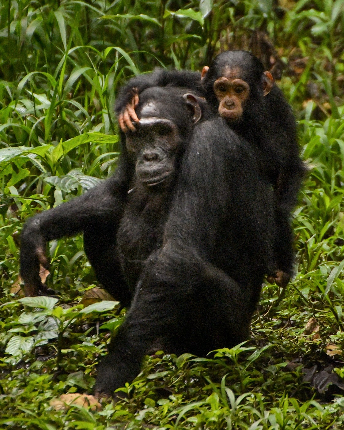 Chimpanzee Children Lindsay walks his mother on the back of the seat, Beryl, his hand